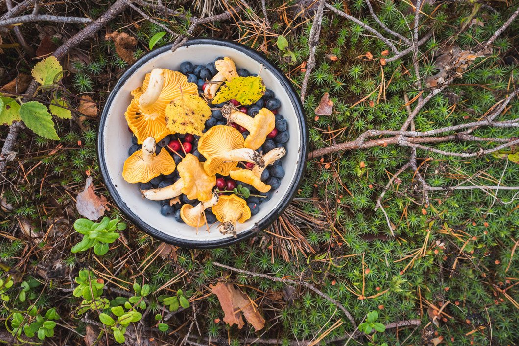 Foraging